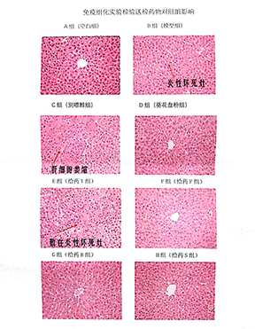 吉大清枫化验报告